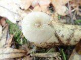 Volvariella nigrodisca image