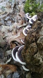 Nigroporus vinosus image