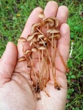Mycena californiensis image