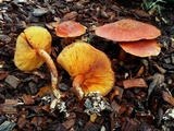 Gymnopilus luteofolius image
