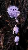 Punctularia atropurpurascens image