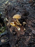 Simocybe centunculus var. centunculus image