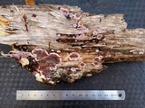 Punctularia atropurpurascens image