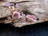 Punctularia atropurpurascens image