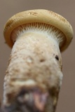 Tapinella atrotomentosa image
