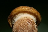 Tapinella atrotomentosa image