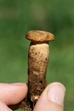 Tapinella atrotomentosa image