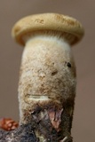 Tapinella atrotomentosa image