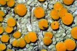 Caloplaca oregona image