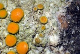 Caloplaca oregona image