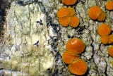 Caloplaca oregona image