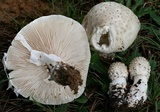 Amanita canescens image