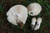 Amanita canescens image