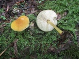 Pluteus chrysophlebius image