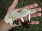 Pluteus petasatus image