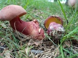 Boletus pallidoroseus image