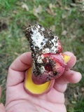 Boletus pallidoroseus image