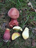Boletus pallidoroseus image