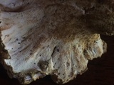 Albatrellus citrinus image