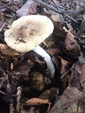 Amanita multisquamosa image