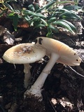 Amanita multisquamosa image