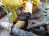 Pseudocraterellus calyculus image