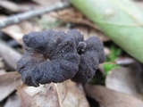 Pseudocraterellus calyculus image