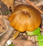 Entoloma formosum image