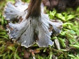 Pseudocraterellus calyculus image