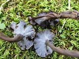 Pseudocraterellus calyculus image