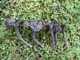 Pseudocraterellus calyculus image