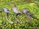 Pseudocraterellus calyculus image