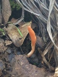 Cordyceps militaris image