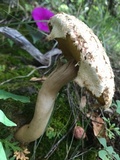 Boletellus ananas image