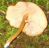 Entoloma formosum image