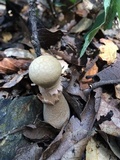Boletellus ananas image