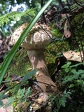 Boletellus ananas image