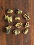 Schizophyllum umbrinum image
