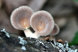 Panus lecomtei image