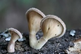 Panus lecomtei image