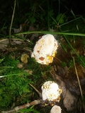 Abortiporus biennis image