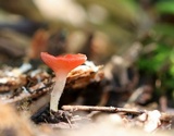 Sarcoscypha occidentalis image