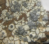 Lecanora bicincta image