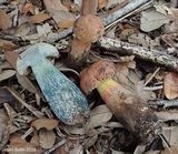 Boletus oliveisporus image