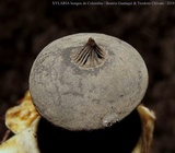 Geastrum pectinatum image