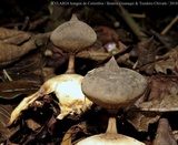 Geastrum pectinatum image