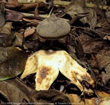 Geastrum pectinatum image