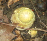 Amanita amerimuscaria image