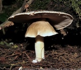 Agaricus endoxanthus image