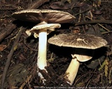 Agaricus endoxanthus image